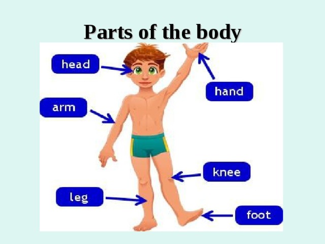 Parts of the body