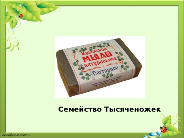 Семейство Тысяченожек 