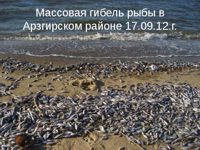 Массовая гибель рыбы в Арзгирском районе 17.09.12.г.
