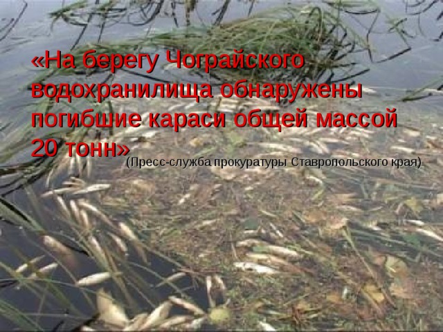 «На берегу Чограйского водохранилища обнаружены погибшие караси общей массой 20 тонн» (Пресс-служба прокуратуры Ставропольского края)