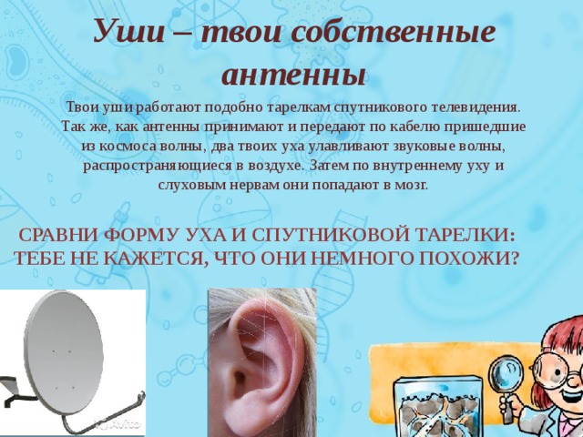 Уши – твои собственные антенны Твои уши работают подобно тарелкам спутникового телевидения. Так же, как антенны принимают и передают по кабелю пришедшие из космоса волны, два твоих уха улавливают звуковые волны, распространяющиеся в воздухе. Затем по внутреннему уху и слуховым нервам они попадают в мозг. Сравни форму уха и спутниковой тарелки: тебе не кажется, что они немного похожи? 