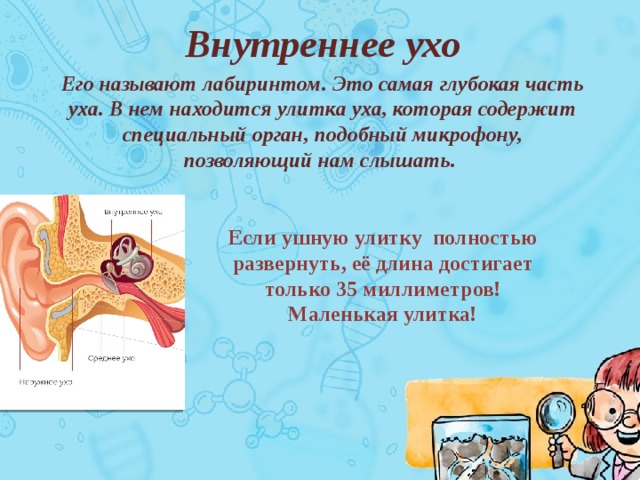 Внутреннее ухо Его называют лабиринтом. Это самая глубокая часть уха. В нем находится улитка уха, которая содержит специальный орган, подобный микрофону, позволяющий нам слышать.  Если ушную улитку полностью развернуть, её длина достигает только 35 миллиметров!  Маленькая улитка!   