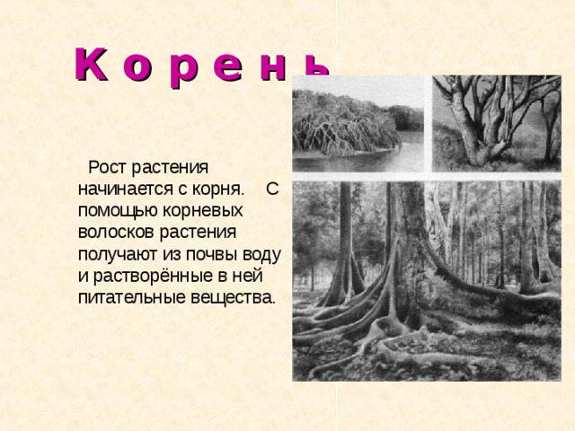 Страницы корень. Листы и корни. Через корни растение получает из почвы.