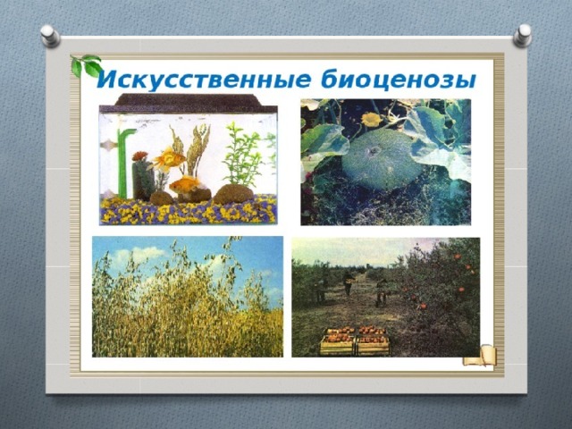 КАКОЕ ИЗ ДАННЫХ ПРИРОДНЫХ СООБЩЕСТВ ЯВЛЯЕТСЯ ИСКУССТВЕННЫМ photos