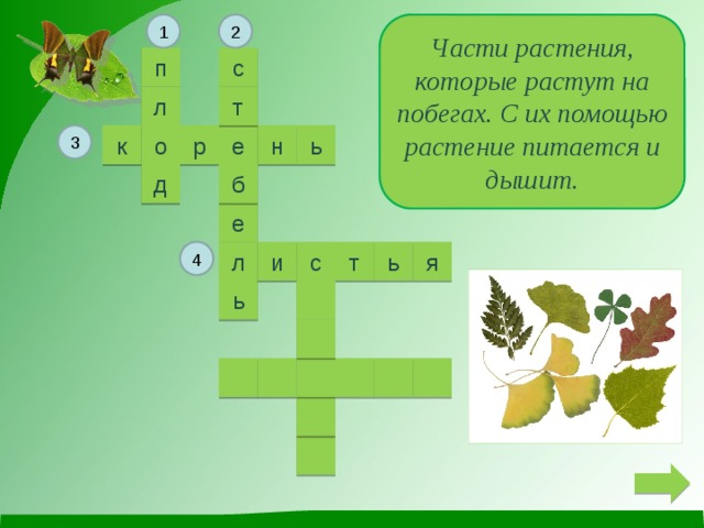 Кроссворд побег. Части растения которые растут на побегах. Кроссворд части растения. Кроссворд на тему побег. Кроссворд на тему побеги у растений.