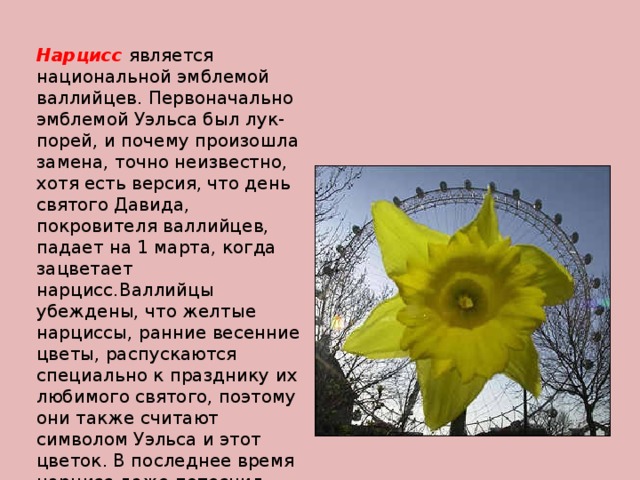 Нарцисс является национальной эмблемой валлийцев. Первоначально эмблемой Уэльса был лук-порей, и почему произошла замена, точно неизвестно, хотя есть версия, что день святого Давида, покровителя валлийцев, падает на 1 марта, когда зацветает нарцисс.Валлийцы убеждены, что желтые нарциссы, ранние весенние цветы, распускаются специально к празднику их любимого святого, поэтому они также считают символом Уэльса и этот цветок. В последнее время нарцисс даже потеснил менее романтический лук-порей, изначально считавшегося эмблемой страны. 
