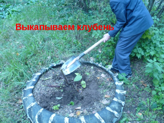 Выкапываем клубень 