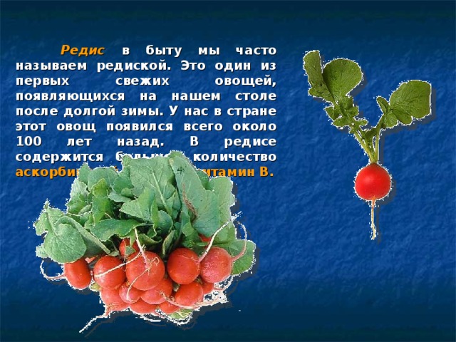  Редис  в быту мы часто называем редиской. Это один из первых свежих овощей, появляющихся на нашем столе после долгой зимы. У нас в стране этот овощ появился всего около 100 лет назад. В редисе содержится большое количество аскорбиновой кислоты, витамин В.  