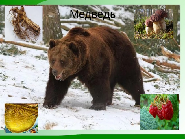 Медведь  