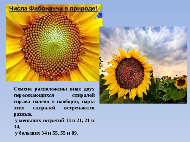 Семена расположены виде двух пересекающихся спиралей справа налево и наоборот, пары этих спиралей встречаются разные,  у меньших соцветий 13 и 21, 21 и 34,  у больших 34 и 55, 55 и 89.  