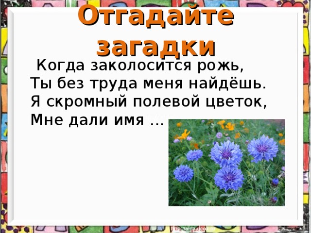 Презентация полевые цветы старшая группа