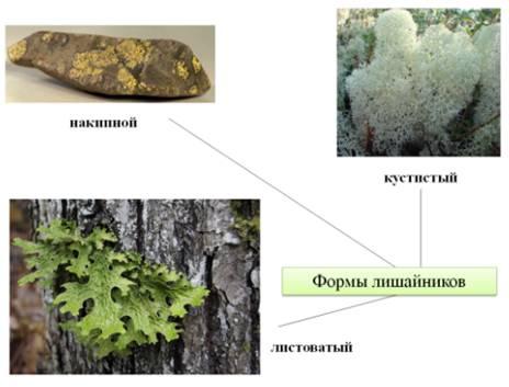 Тест по биологии 5 класс лишайники. 3 Формы лишайников. Макет лишайника 5 класс. Как сделать модель лишайника. Макет лишайника сделать.