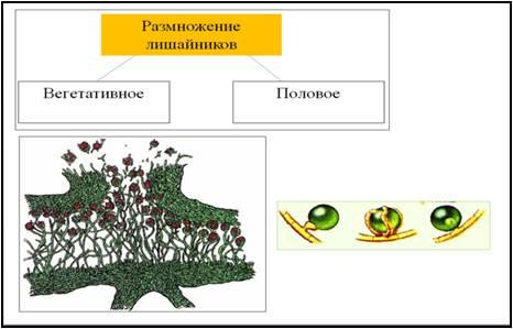 Схема лишайники размножаются