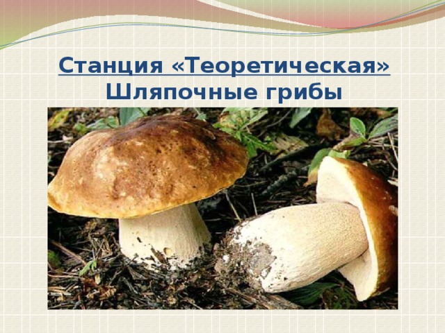 Станция «Теоретическая» Шляпочные грибы 