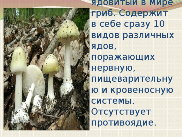 Бледная поганка - самый ядовитый в мире гриб. Содержит в себе сразу 10 видов различных ядов, поражающих нервную, пищеварительную и кровеносную системы. Отсутствует противоядие. 