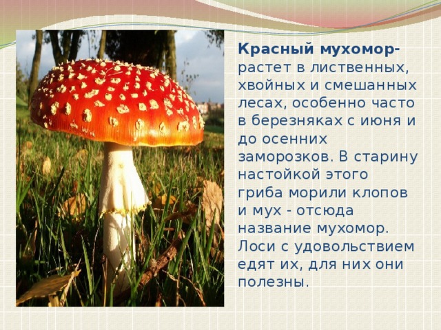 План о ядовитых грибах 3 класс план