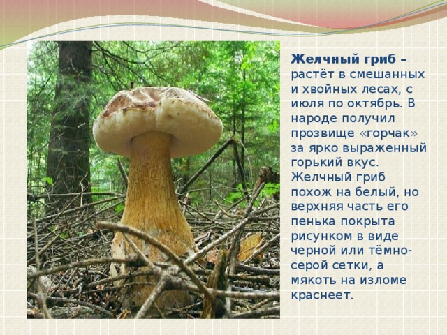 Желчный гриб – растёт в смешанных и хвойных лесах, с июля по октябрь. В народе получил прозвище «горчак» за ярко выраженный горький вкус. Желчный гриб похож на белый, но верхняя часть его пенька покрыта рисунком в виде черной или тёмно-серой сетки, а мякоть на изломе краснеет. 