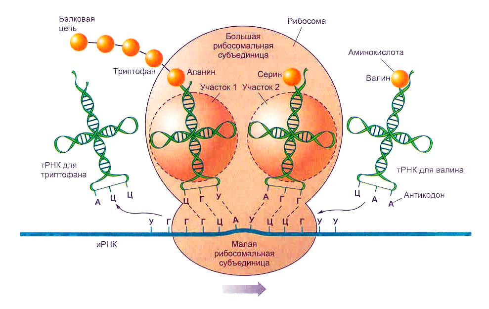 Трансляция т рнк. Схема синтеза белка в рибосоме трансляция. Строение рибосомы с ТРНК. Строение рибосомы пептидный центр. Строение рибосомы активные центры.