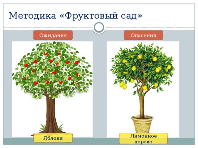 Методика «Фруктовый сад» Ожидания Опасения Яблоня Лимонное дерево 