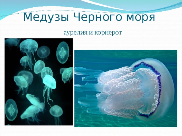 Медузы Черного моря   аурелия и корнерот 
