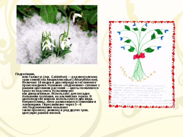 Подсне́жник, или Галантус (лат.  Galánthus ) — род многолетних трав семейства Амариллисовые ( Amaryllidaceae ). Включает 18 видов и два гибрида естественного происхождения. Название «подснежник» связано с ранним цветением растений — цветы появляются сразу из-под снега. Культивируют как декоративные. Используют для посадок большими группами, на альпийских горках. В цветоводстве широко используются два вида. Неприхотливы, легко размножаются семенами и луковицами. Пересаживают через 5—6 лет.Подснежниками называют также пролеску, анемону и ряд других трав, цветущих ранней весной. 