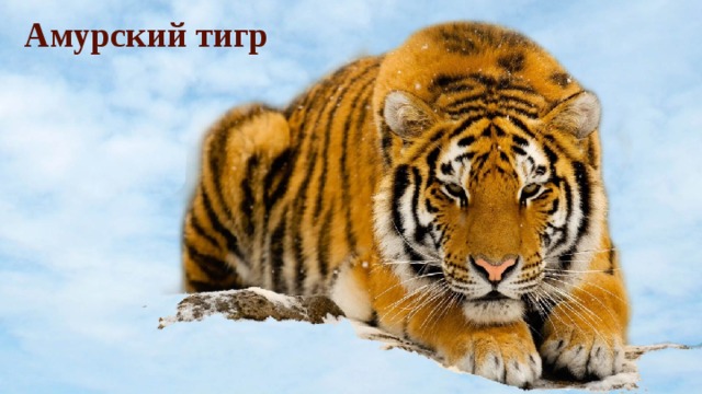 Амурский тигр 