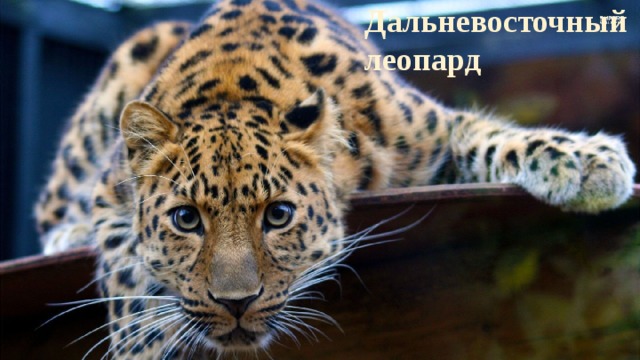 Дальневосточный леопард 