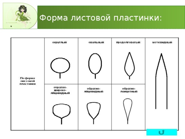 Форма листовой пластины. Форма края листовой пластинки кукурузы. Формы листовой пластинки магнолии. Форма листовой пластинки тюльпана. Тюльпан листовая пластинка.