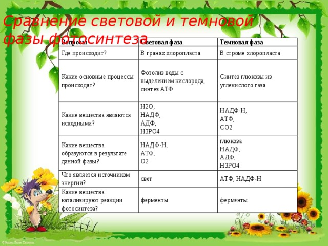 Световая фаза фотосинтеза происходит в строме хлоропласта