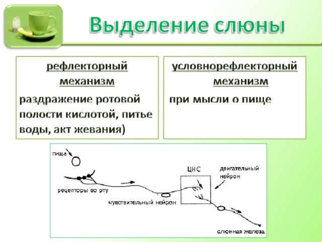 Почему у ребенка текут слюни?. Блог Лого Портал