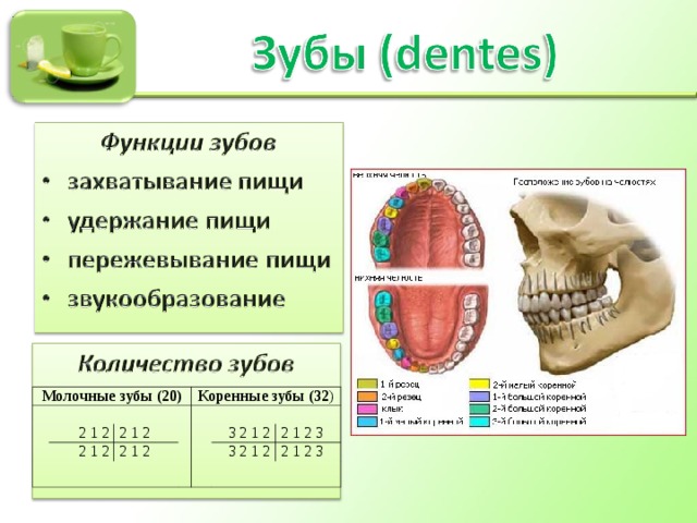 Презентация исследовательского проекта "Влияет ли зубная паста на прочность зубо