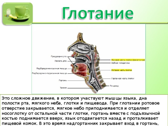 Горло и пищевод на картинке