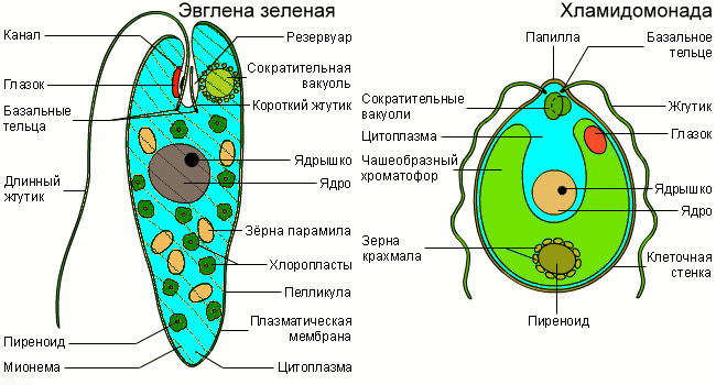 Хламидомонада рисунок с подписями