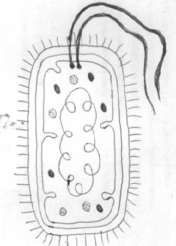 Строение бактерии рисунок без подписей