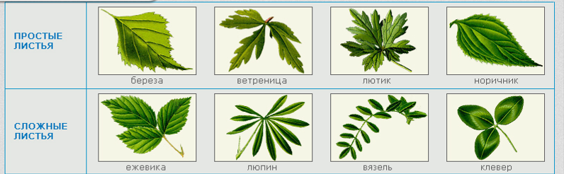 Листья у плана мелкие простые