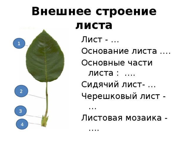 Основной лист. Основные части черешкового листа. Строение сидячего листа. Внешнее строение сидячего листа. Внешнее строение черешкового листа.