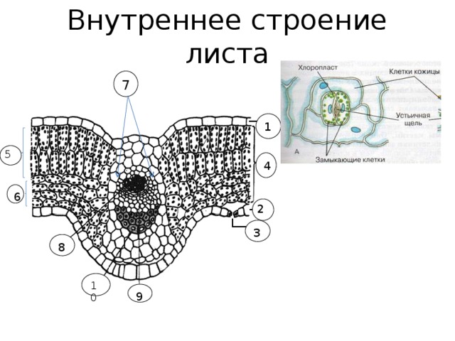 Лабораторная работа по биологии строение листа. Строение листа без подписей. Внутреннее строение листа без подписей. Внутреннее строение листа рисунок без подписей. Клеточное строение листа без подписей.