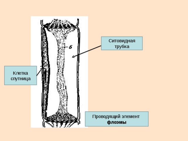 Ситовидные трубки проводят