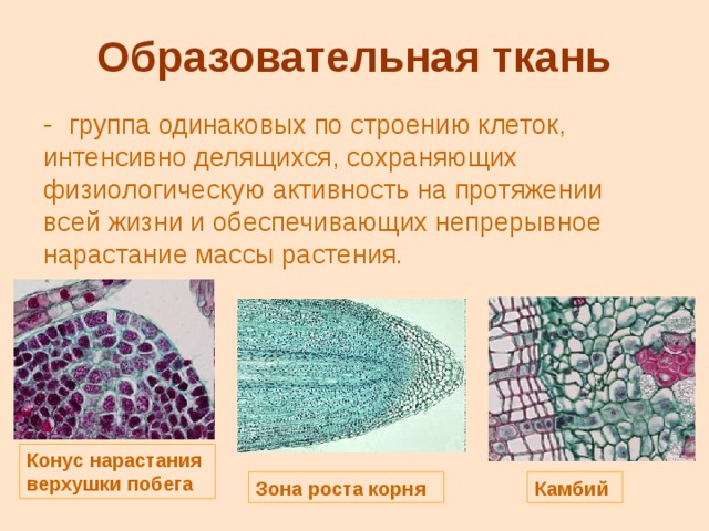 Каким номером на рисунке обозначена растительная ткань обеспечивающая всасывание воды