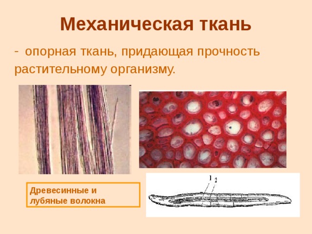 Презентация на тему ткани. Лубяные волокна ткань растений. Древесинные волокна это покровная ткань. Механические ткани лубяные волокна. Древесинные волокна это механическая ткань.