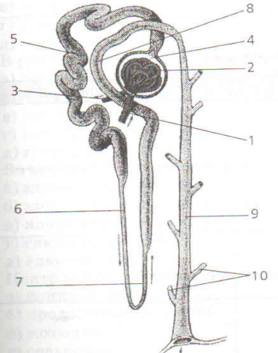 Строение нефрона рисунок черно белый