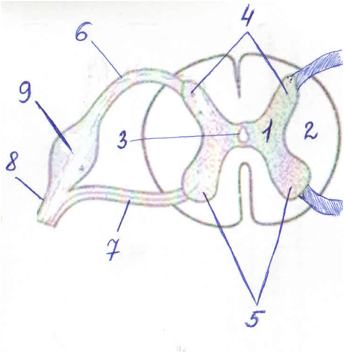 Выберите 2 верно обозначенные подписи к рисунку. Строение спинного мозга без подписей. Строение спинного мозга рисунок без подписей. Строение спинного мозг человека анатомия без подписей. Спинной мозг опорный конспект.