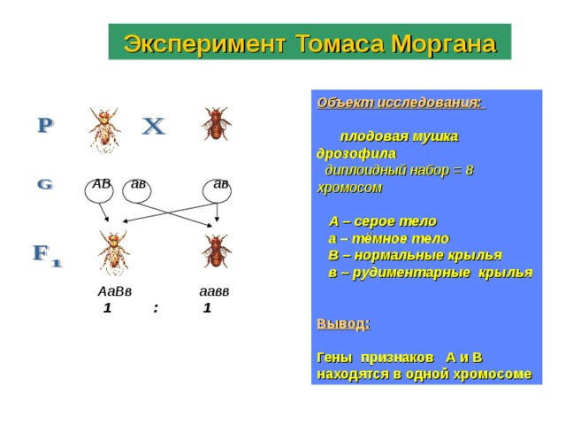 Эксперимент Томаса Моргана Объект исследования:     плодовая мушка дрозофила  диплоидный набор = 8 хромосом   А – серое тело  а – тёмное тело  В – нормальные крылья  в – рудиментарные крылья  Вывод:  Гены признаков А и В находятся в одной хромосоме  АВ ав  ав  АаВв аавв  1  :   1 