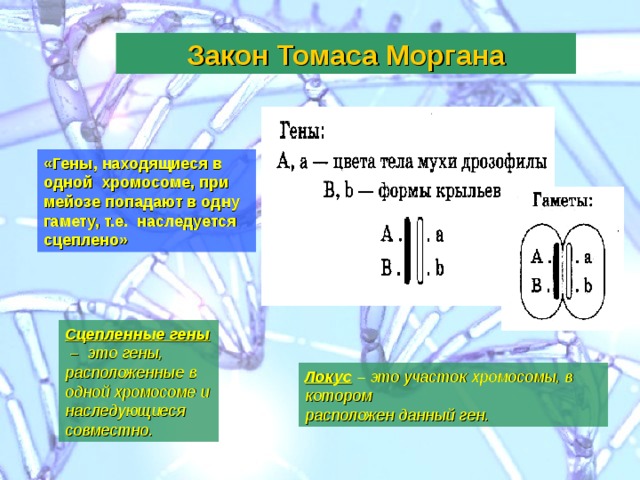 Закон Томаса Моргана «Гены, находящиеся в одной  хромосоме, при мейозе попадают в одну гамету, т.е.  наследуется сцеплено» Сцепленные гены – это гены, расположенные  в одной хромосоме и наследующиеся совместно. Локус  – это участок хромосомы, в котором расположен данный ген. 