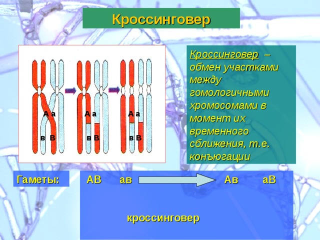 Конъюгация и кроссинговер хромосом. Кроссинговер это в биологии 9 класс. Конъюгация и кроссинговер. Схема кроссинговера хромосом.