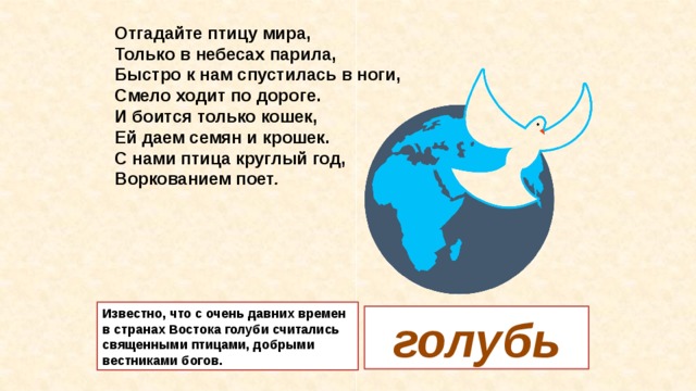 Отгадайте птицу мира,  Только в небесах парила,  Быстро к нам спустилась в ноги,  Смело ходит по дороге.  И боится только кошек,  Ей даем семян и крошек.  С нами птица круглый год,  Воркованием поет . Известно, что с очень давних времен в странах Востока голуби считались священными птицами, добрыми вестниками богов. голубь 