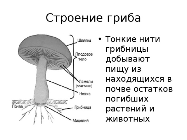 Гриб состоит из тонких нитей. Строение шляпочного гриба. Строение гриба 7 класс биология рисунок. Мицелий шляпочного гриба. Схема строения шляпочного гриба.