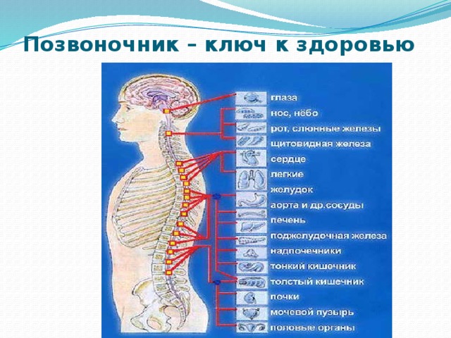 П брэгг программа по оздоровлению позвоночника презентация