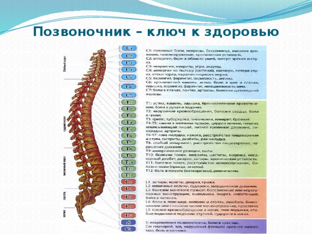 Номера позвонков в позвоночнике человека схема расположения
