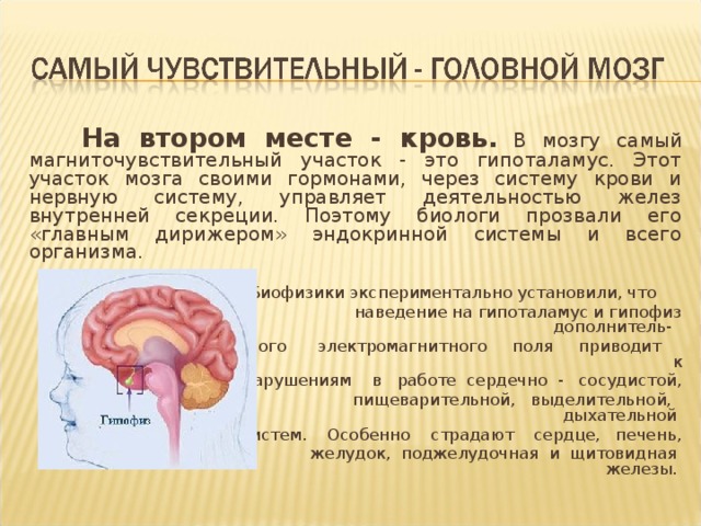 Какой гормон головной мозг